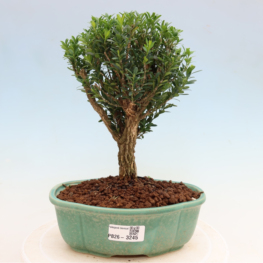Pokojová bonsai - Buxus harlandii -korkový buxus