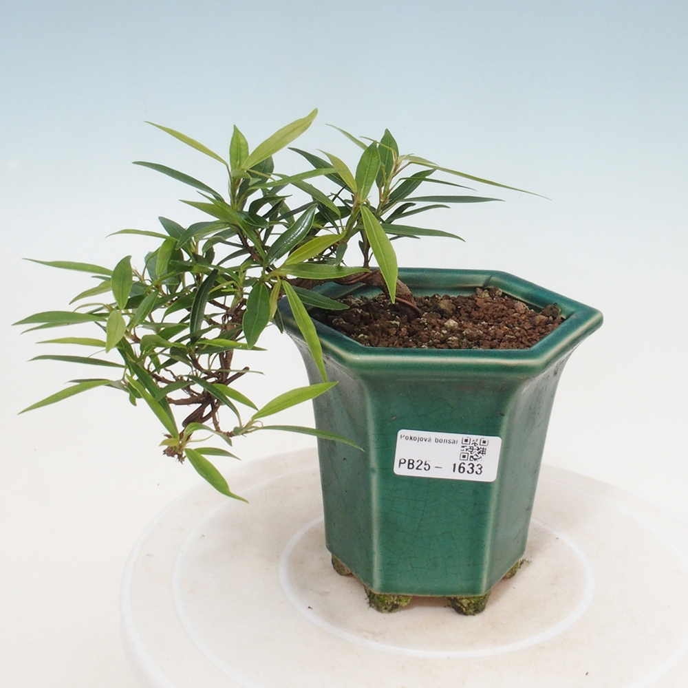 Pokojová bonsai - Ficus nerifolia -  malolistý fíkus