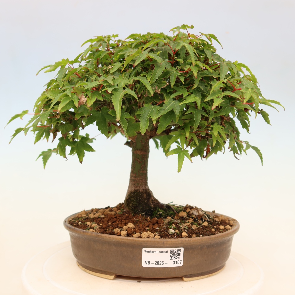 Acer palmatum KIOHIME - Javor dlanitolistý