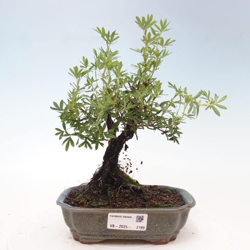 Venkovní bonsai-Mochna křovitá - potentila fruticosa yellow Bird
