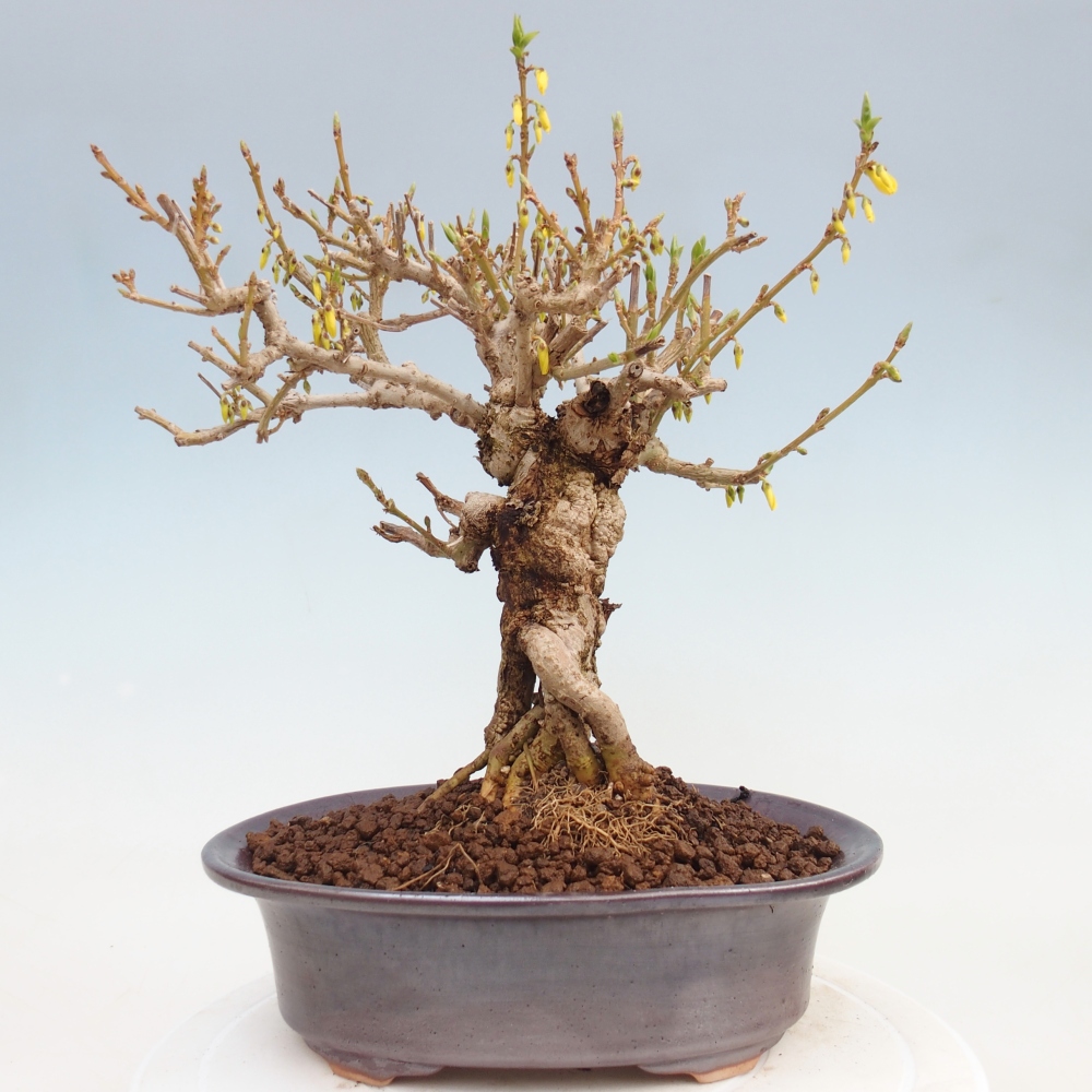Venkovní bonsai - Zlatice - Forsythia koreana