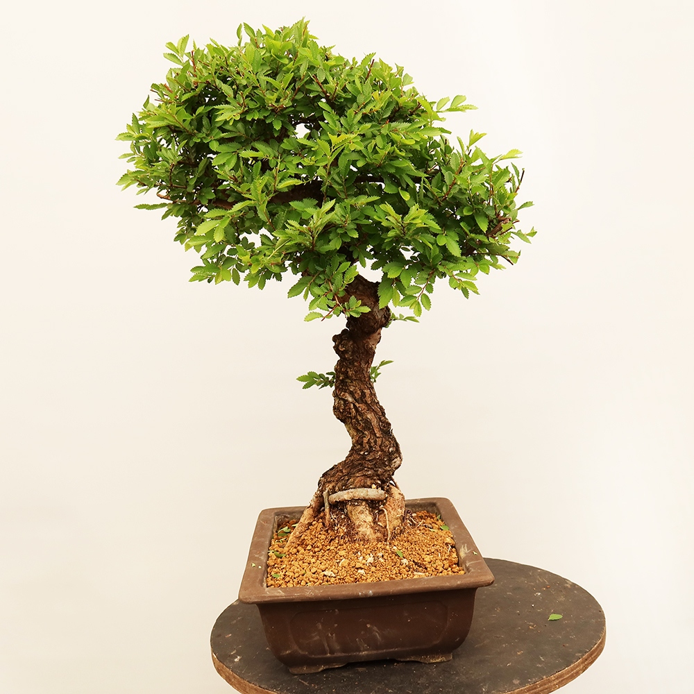 Venkovní bonsai - Zelkova - Zelkova NIRE