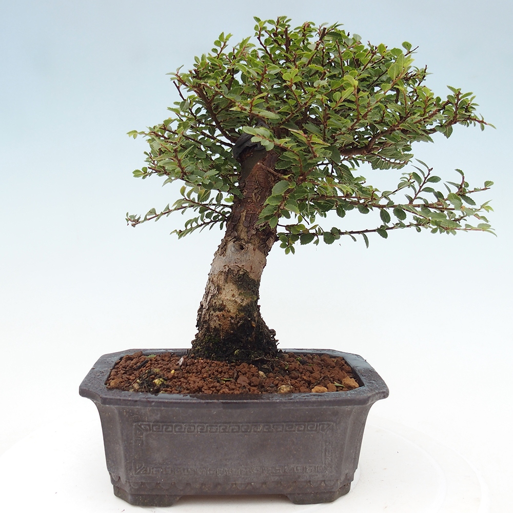 Venkovní bonsai - Ulmus parvifolia Hokkaido - jilm Čínský