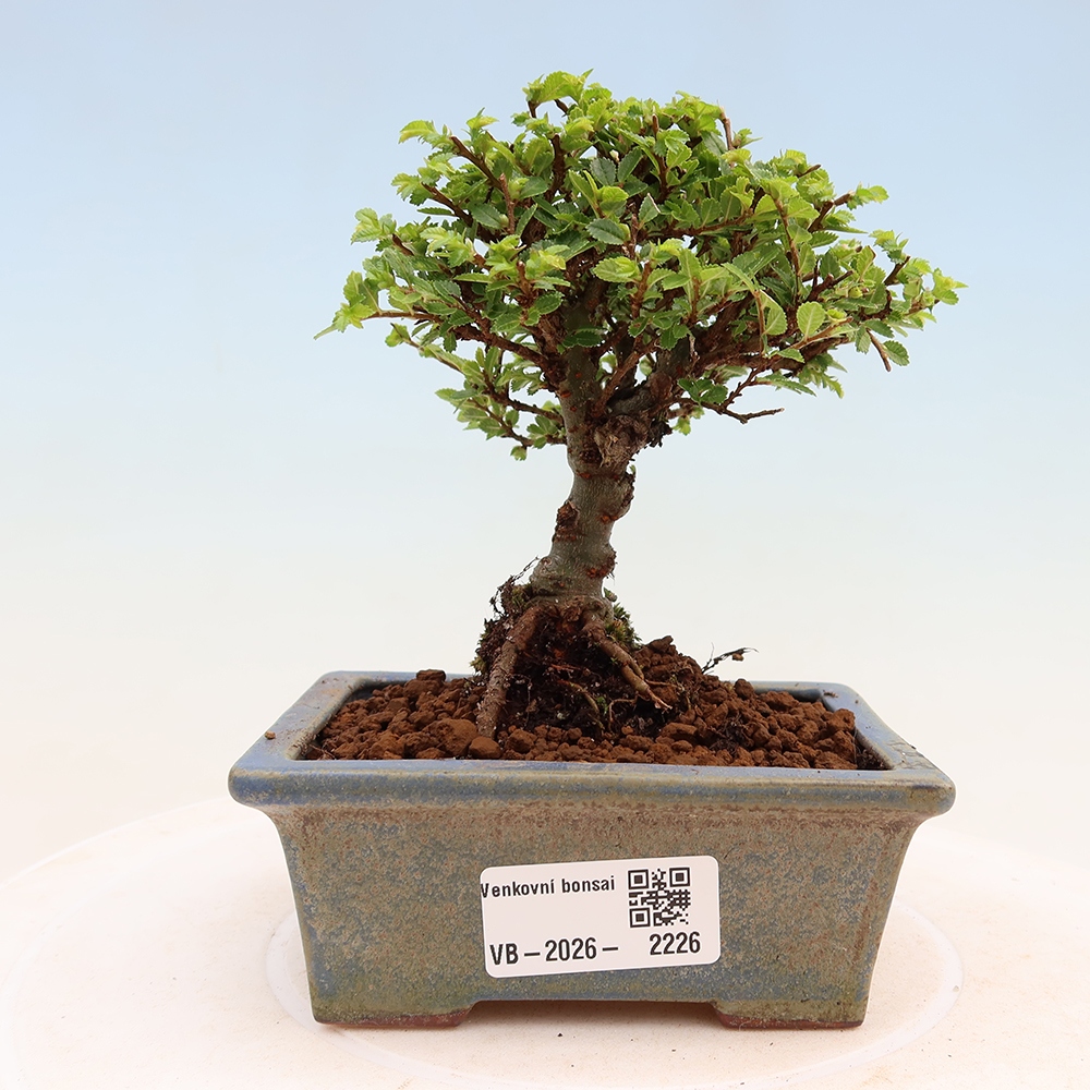 Venkovní bonsai - Ulmus parvifolia Sagei - Malolistý jilm