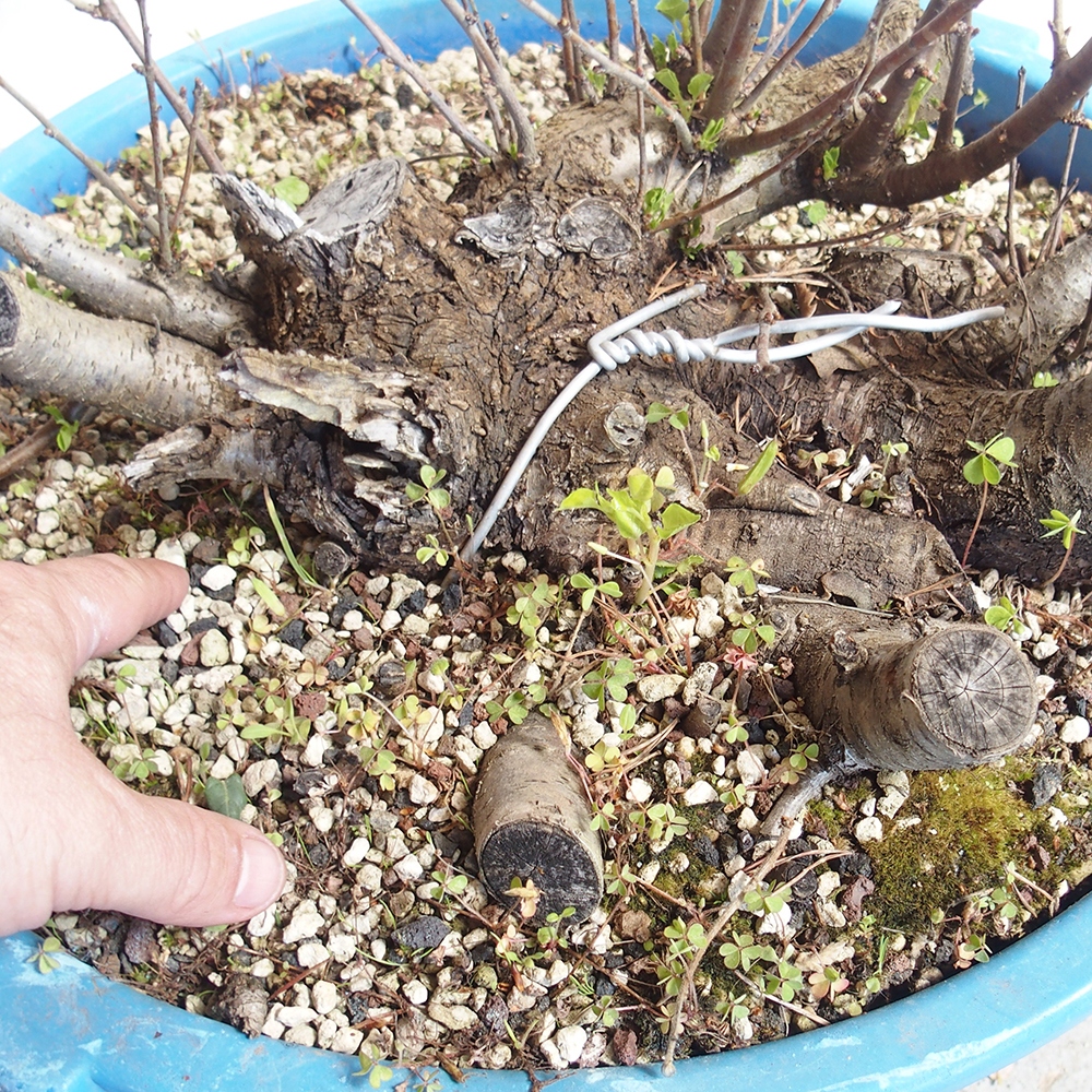 Venkovní bonsai -Mahalebka - Prunus mahaleb