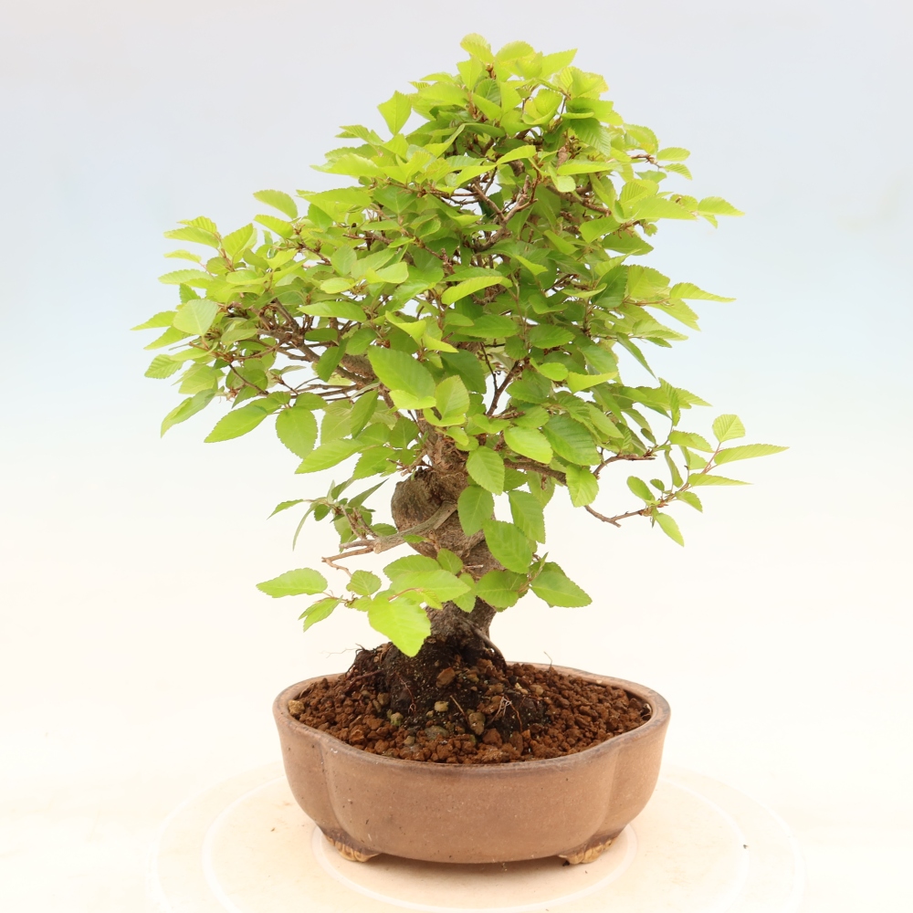 Venkovní bonsai -Carpinus coreana - Habr korejský