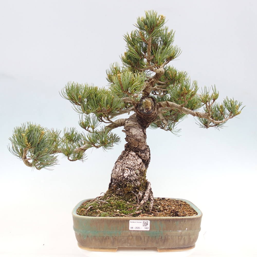 Venkovní bonsai - Pinus parviflora - Borovice drobnokvětá