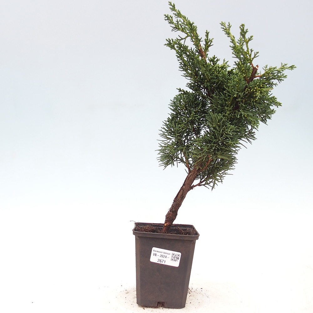 Venkovní bonsai - Juniperus chinensis Kishu -Jalovec čínský