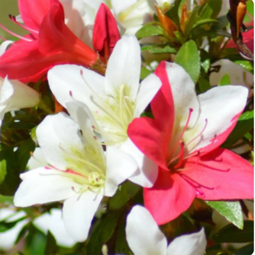 Venkovní bonsai - Japonská azalka - Azalea Chihiro