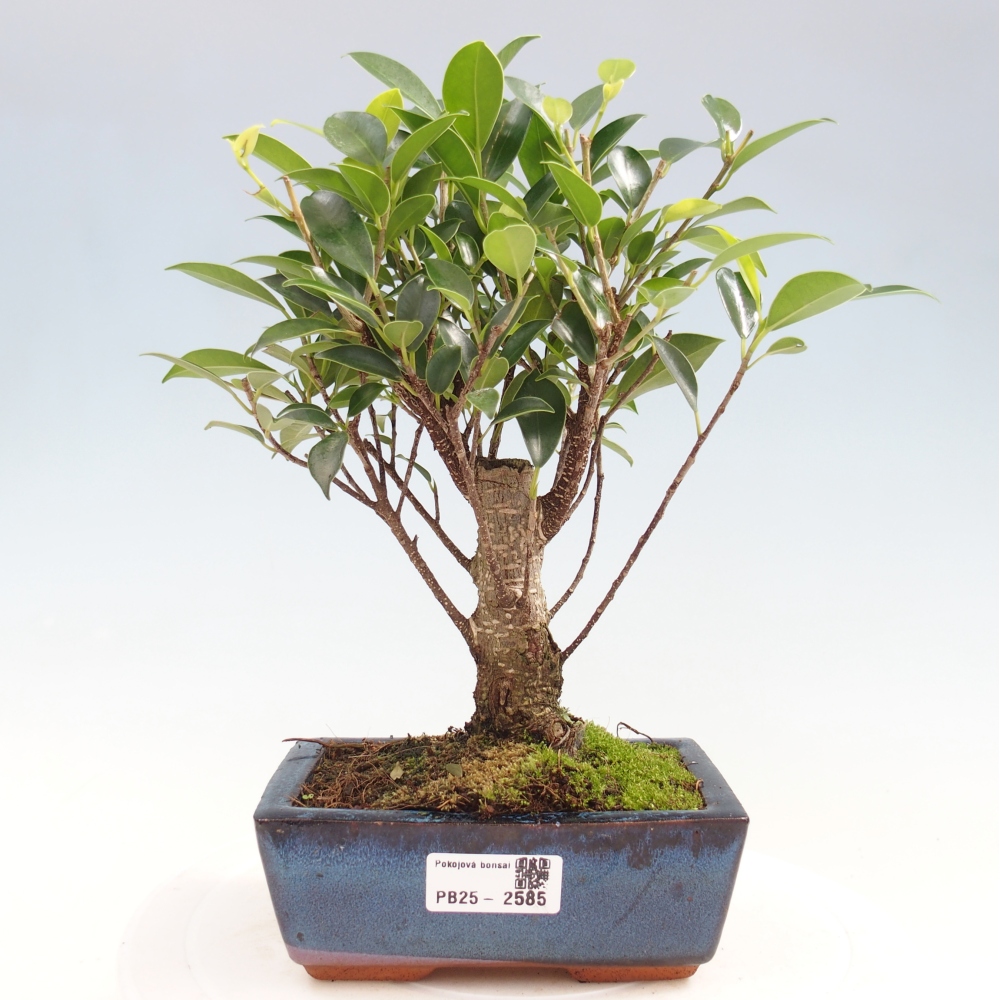 Pokojová bonsai - Ficus retusa -  malolistý fíkus