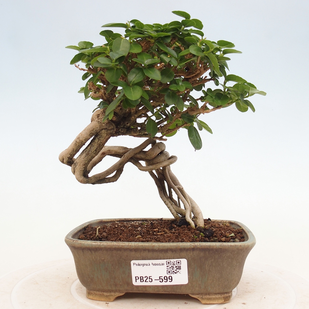 Pokojová bonsai - Premna serratifolia  - Kozlovoň malolistá
