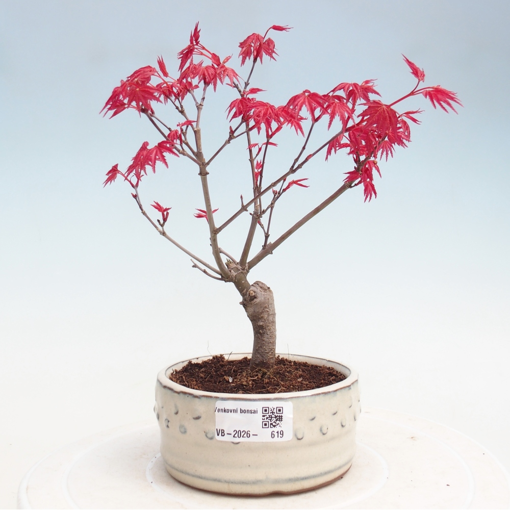Venkovní bonsai - Javor dlanitolistý - Acer palmatum DESHOJO