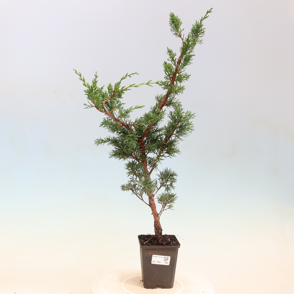 Venkovní bonsai - Juniperus chinensis Kishu -Jalovec čínský