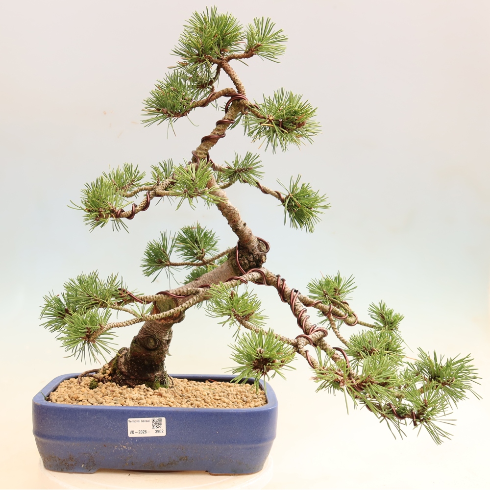 Venkovní bonsai - Pinus mugo Humpy  - Borovice kleč