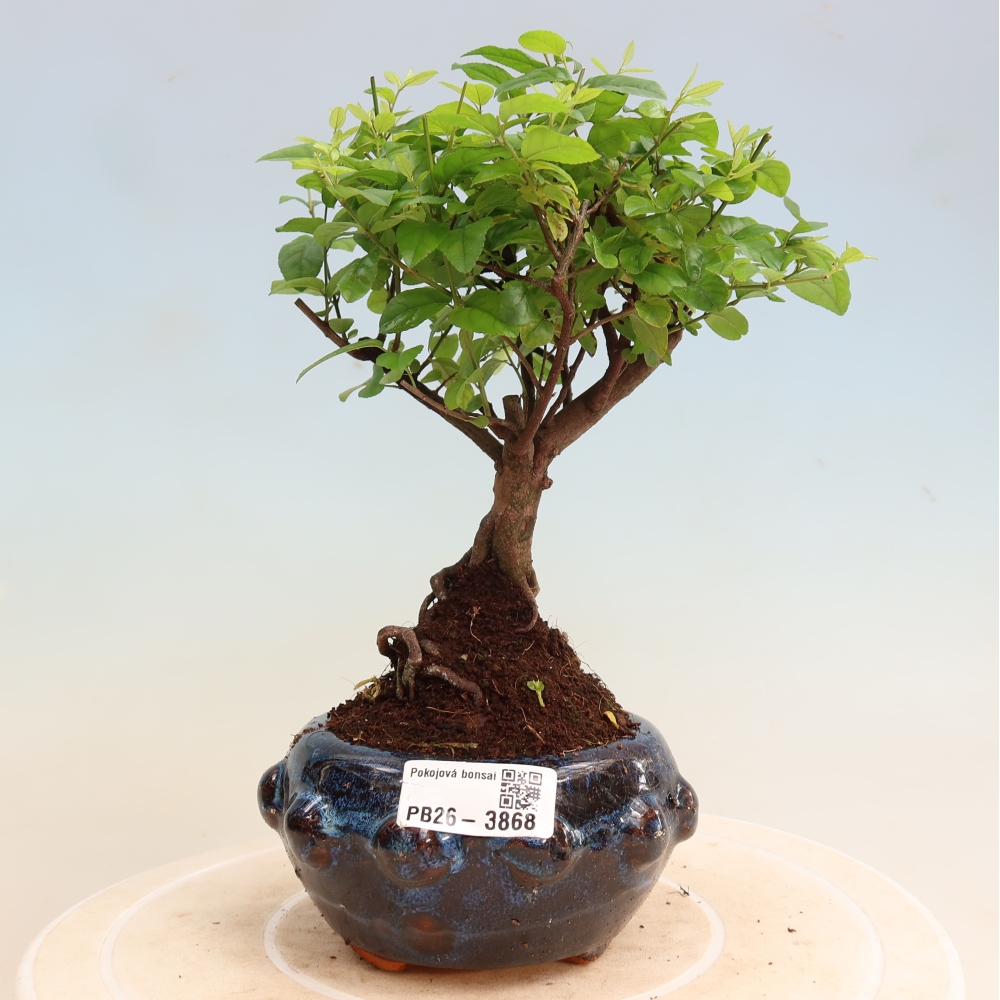 Pokojová bonsai - Sagerécie thea - Sagerécie thea