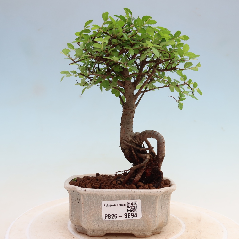 Pokojová bonsai - Ulmus parvifolia - Malolistý jilm