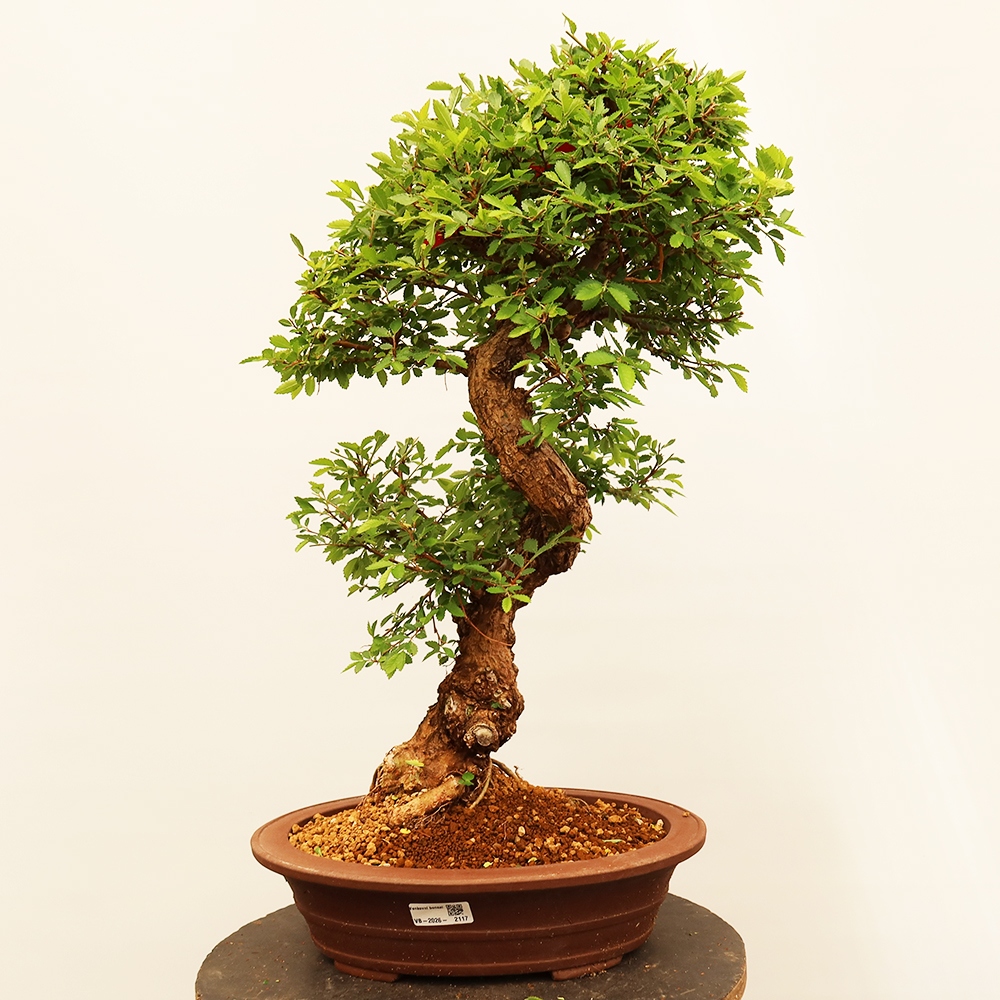 Venkovní bonsai - Zelkova - Zelkova NIRE