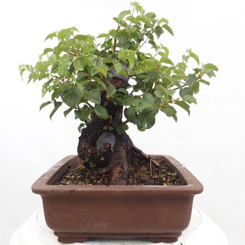 Venkovní bonsai - Mahalebka - Prunus mahaleb
