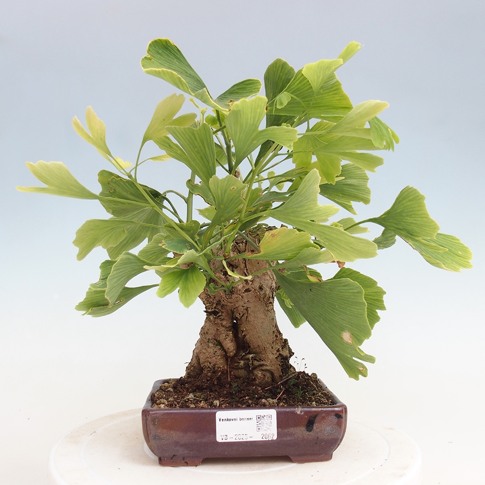 Venkovní bonsai - Jinan dvoulaločný - Ginkgo biloba