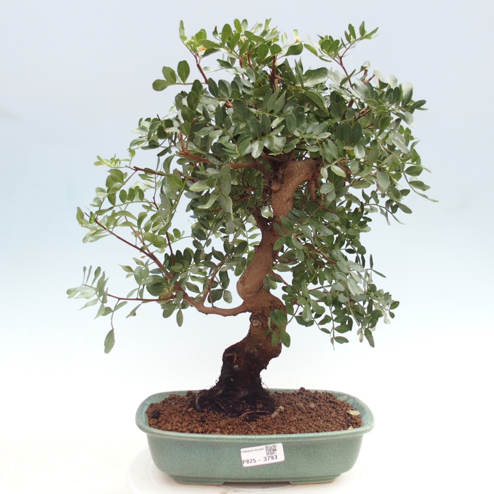 Pokojová bonsai -  Pistácie