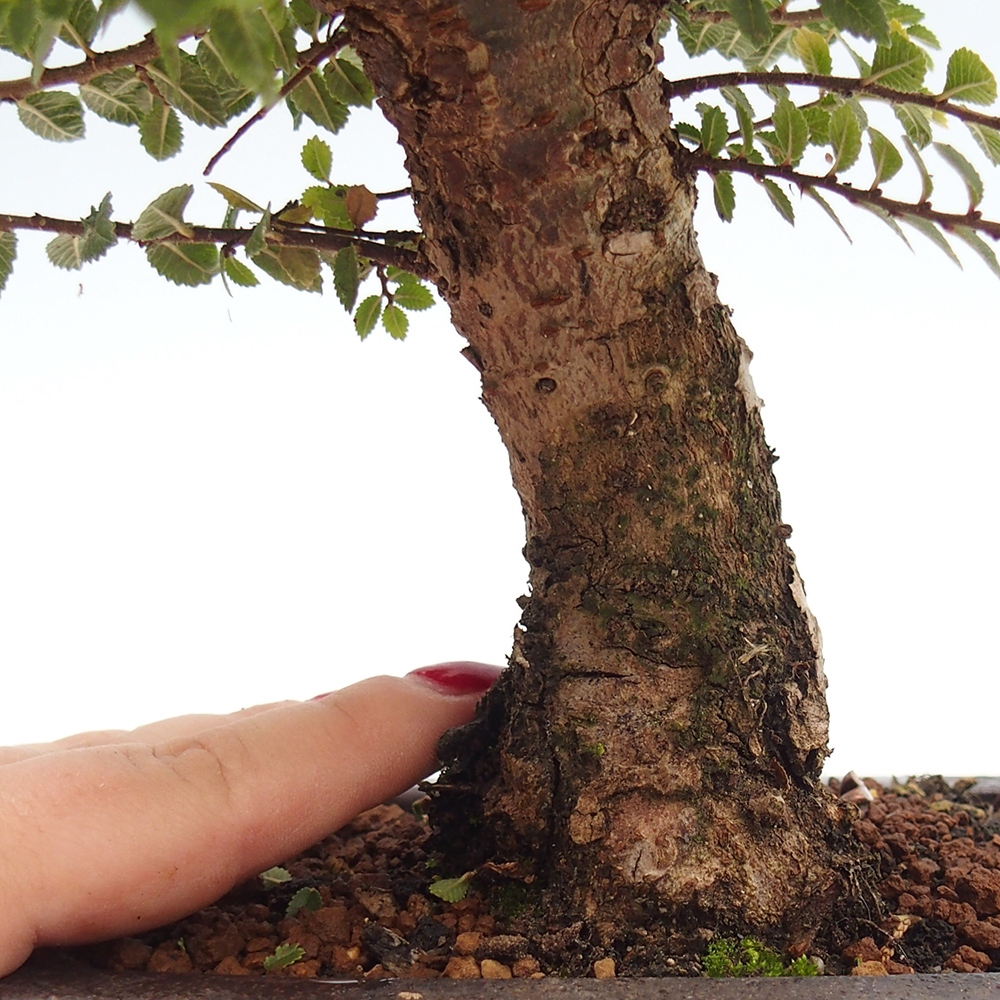 Venkovní bonsai - Ulmus parvifolia Hokkaido - jilm Čínský