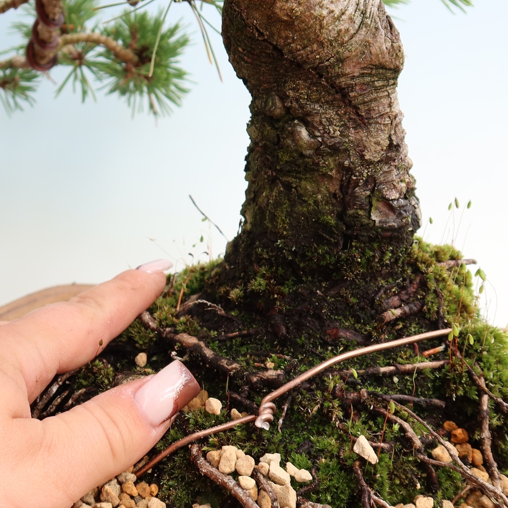Venkovní bonsai - Pinus mugo Humpy  - Borovice kleč