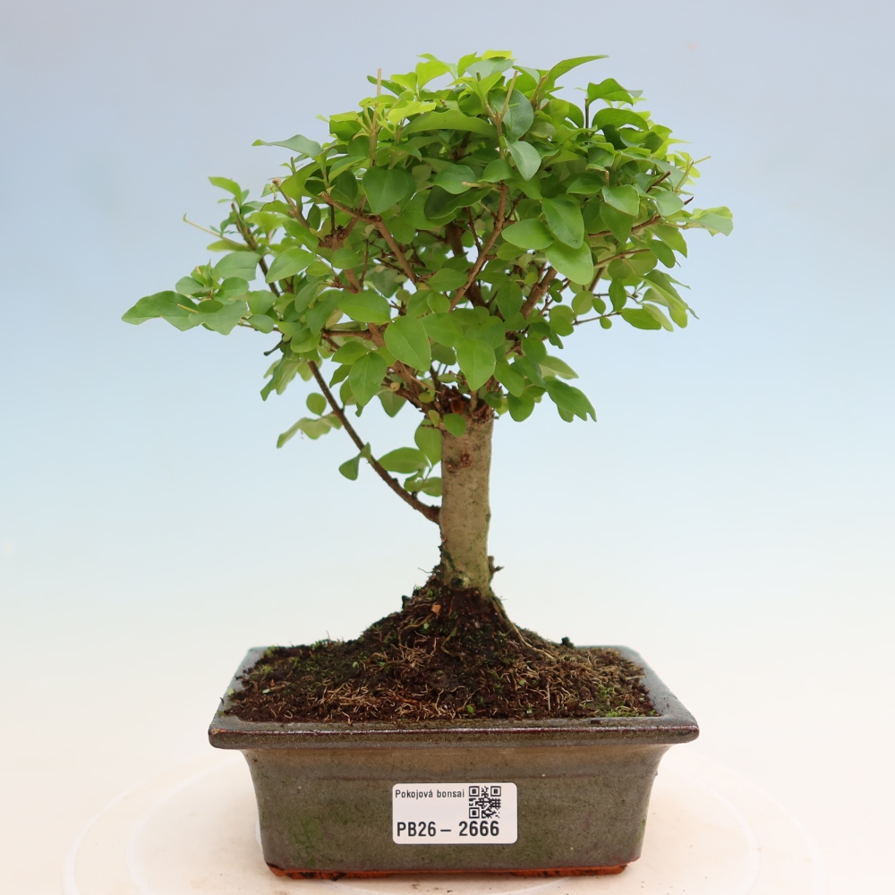 Pokojová bonsai -Ligustrum chinensis - Ptačí zob