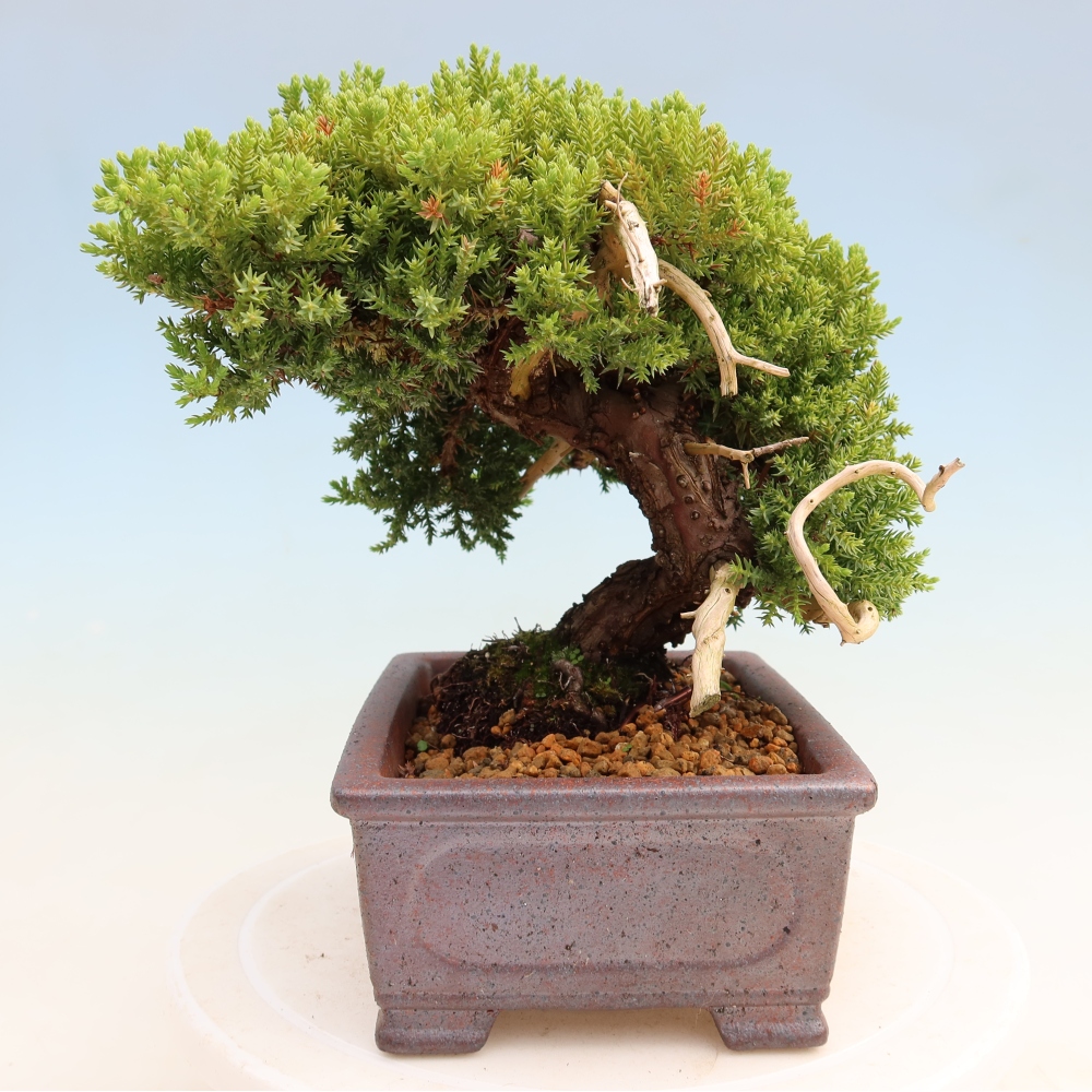 Venkovní bonsai - Juniperus procumbens - Jalovec polehavý