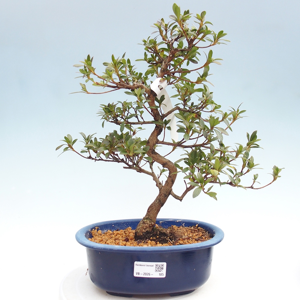 Venkovní bonsai - Japonská azalka - Azalea Yoko