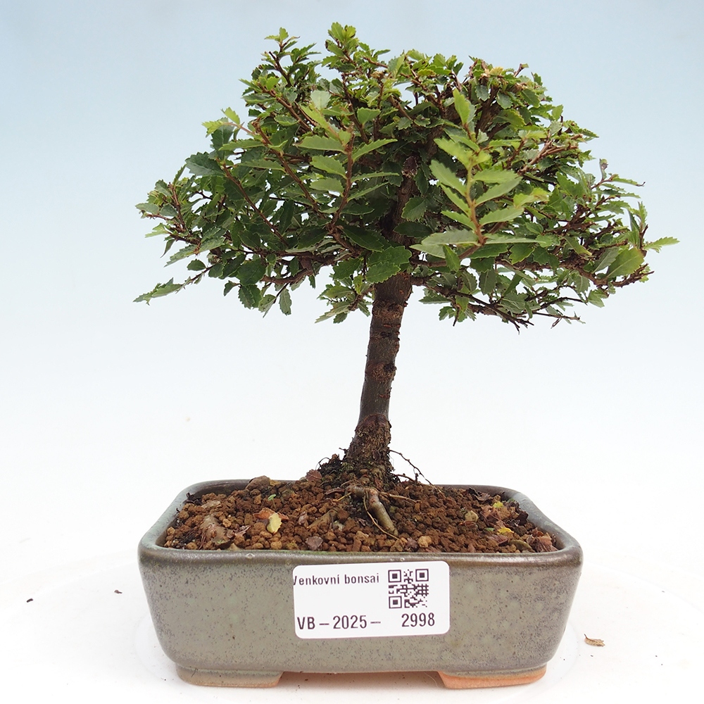 Venkovní bonsai - Ulmus parvifolia Sagei - Malolistý jilm
