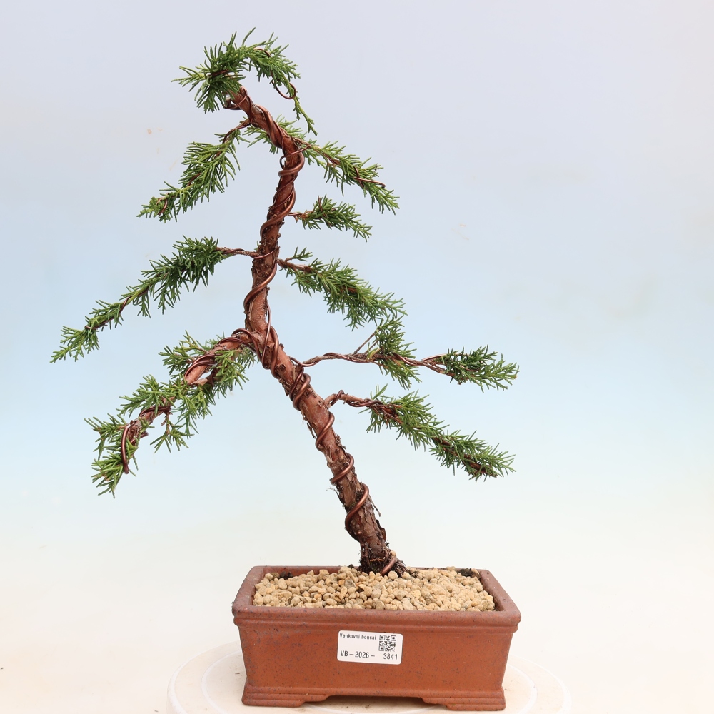 Venkovní bonsai - Juniperus chinensis Kishu -Jalovec čínský