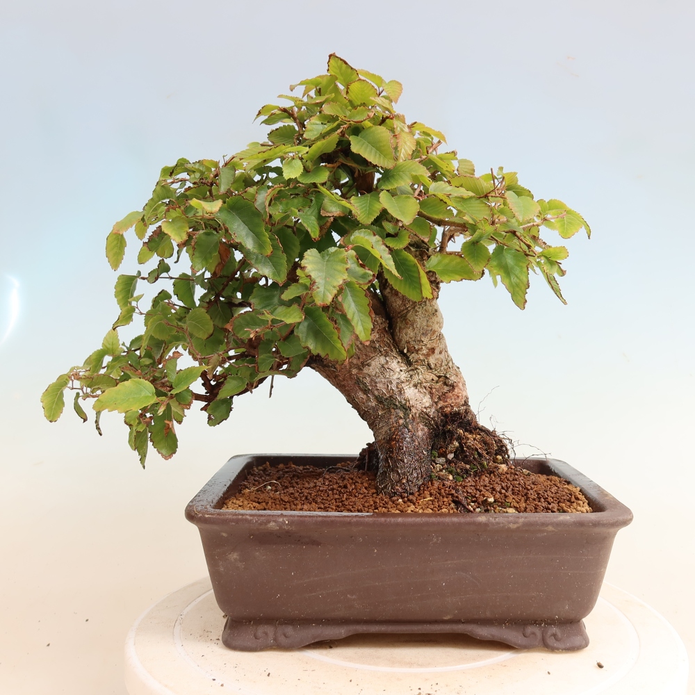 Venkovní bonsai -Carpinus CARPINOIDES - Habr korejský
