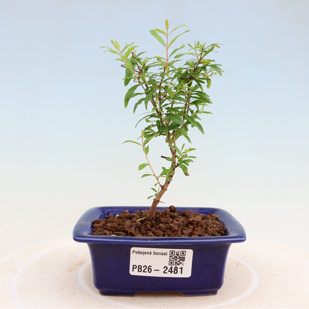 Pokojová bonsai-PUNICA granatum nana-Granátové jablko