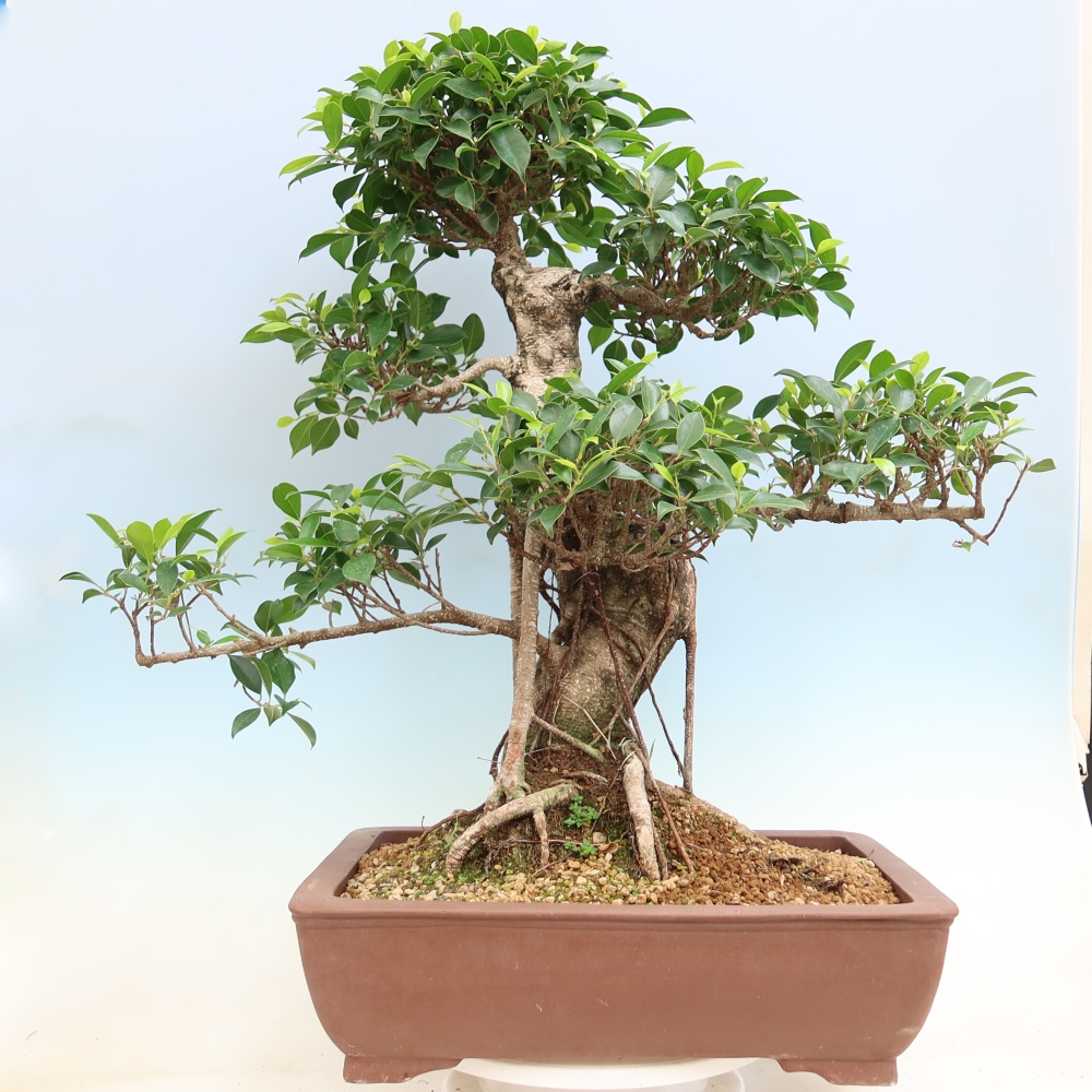Pokojová bonsai - Ficus kimmen -  malolistý fíkus