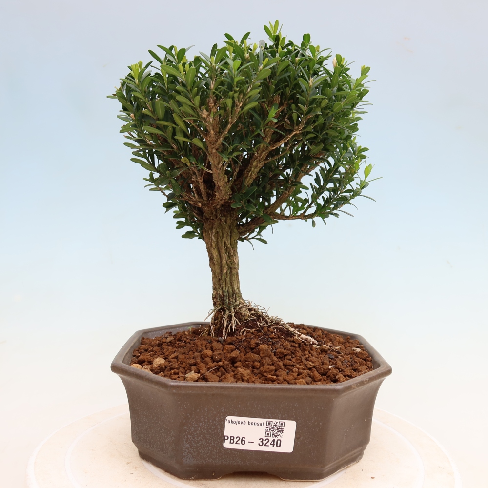 Pokojová bonsai - Buxus harlandii -korkový buxus