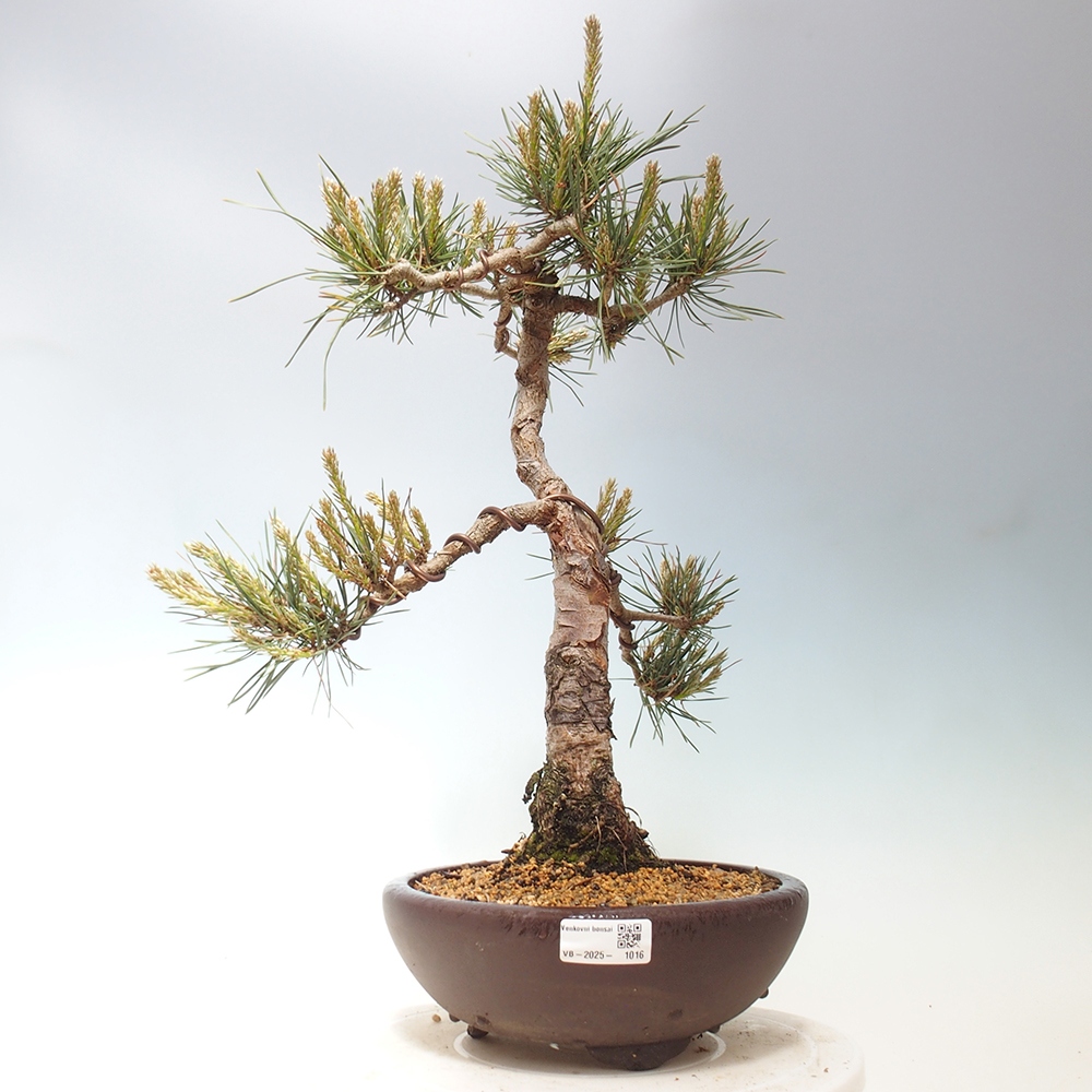 Venkovní bonsai - Pinus Sylvestris Watererri - Borovice lesní