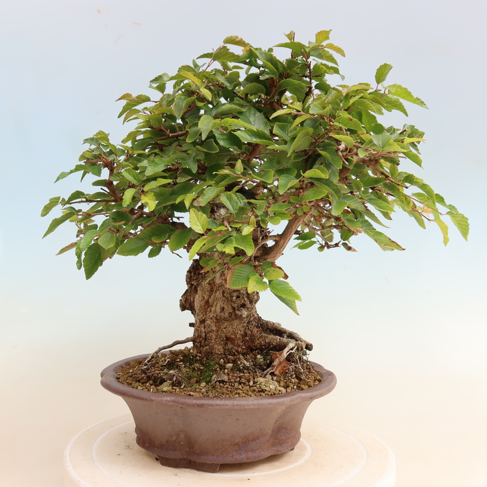 Venkovní bonsai -Carpinus CARPINOIDES - Habr korejský