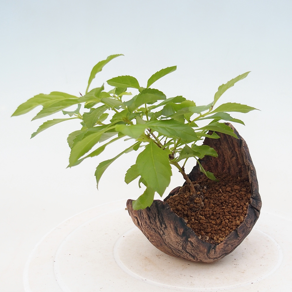 Pokojová bonsai - Duranta erecta Aurea