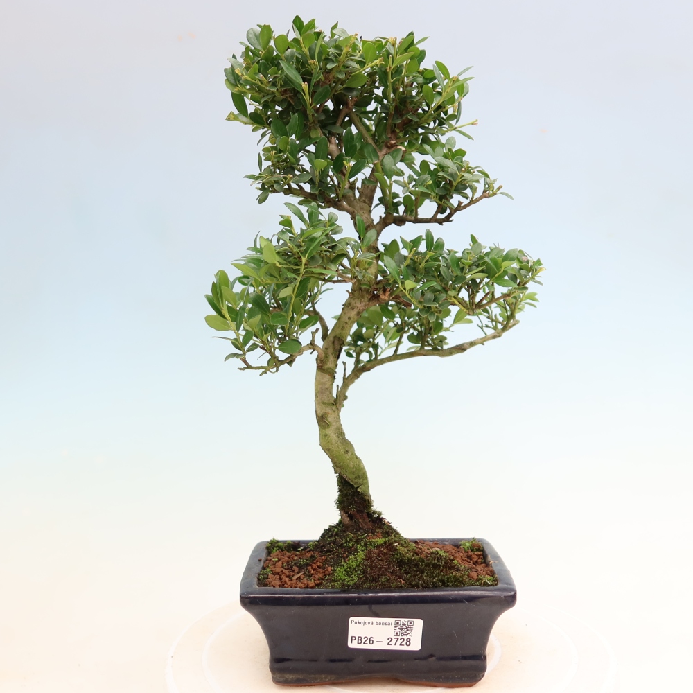 Pokojová bonsai - Ilex crenata - Cesmína