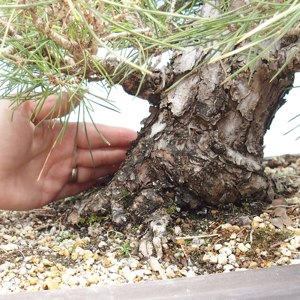Venkovní bonsai - Pinus thunbergii - Borovice thunbergova