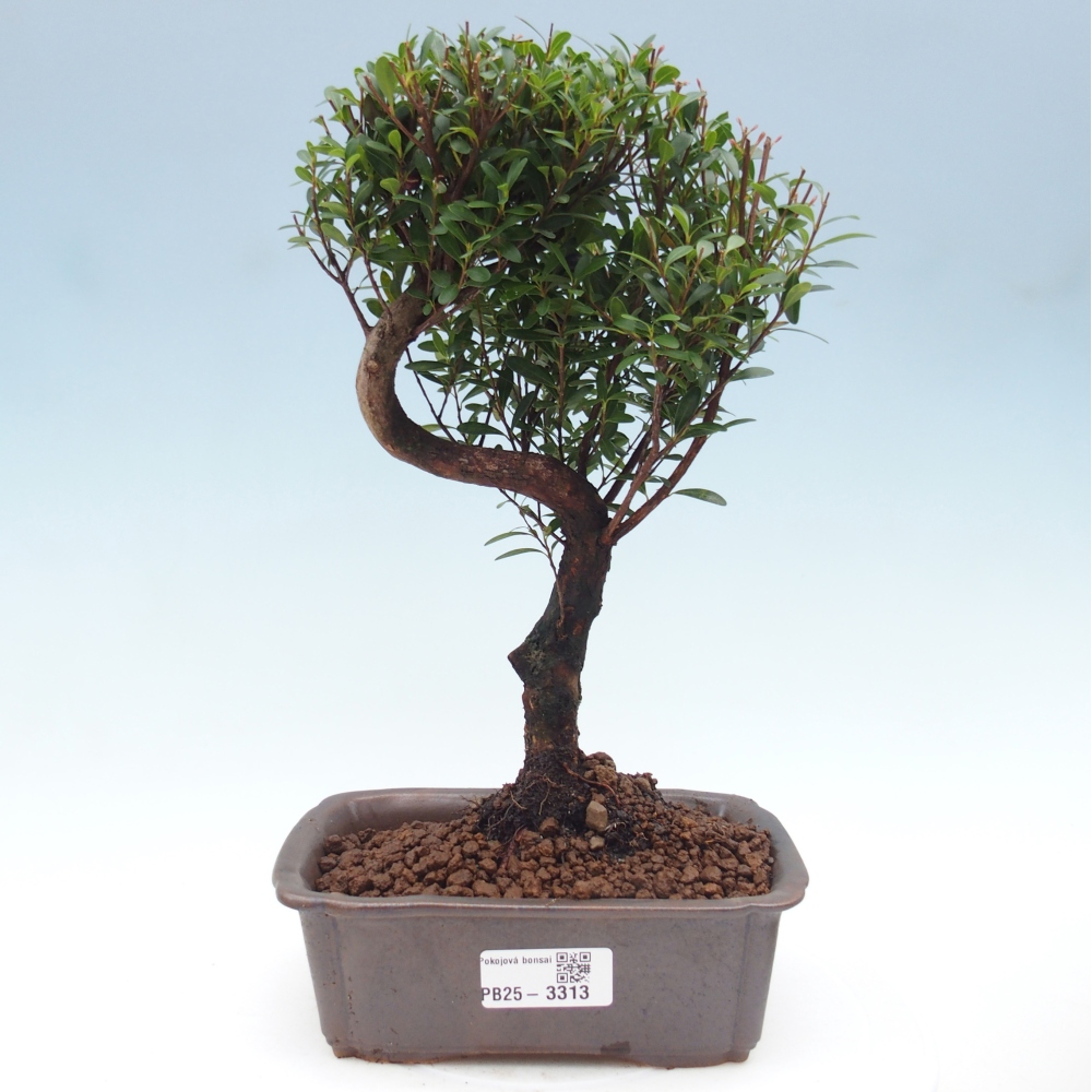 Pokojová bonsai - Syzygium - Pimentovník