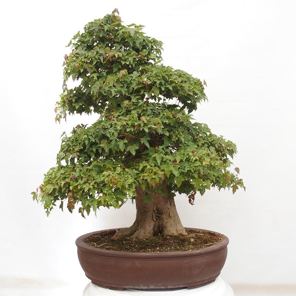 Venkovní bonsai - Acer Buergerianum - Javor Burgerův