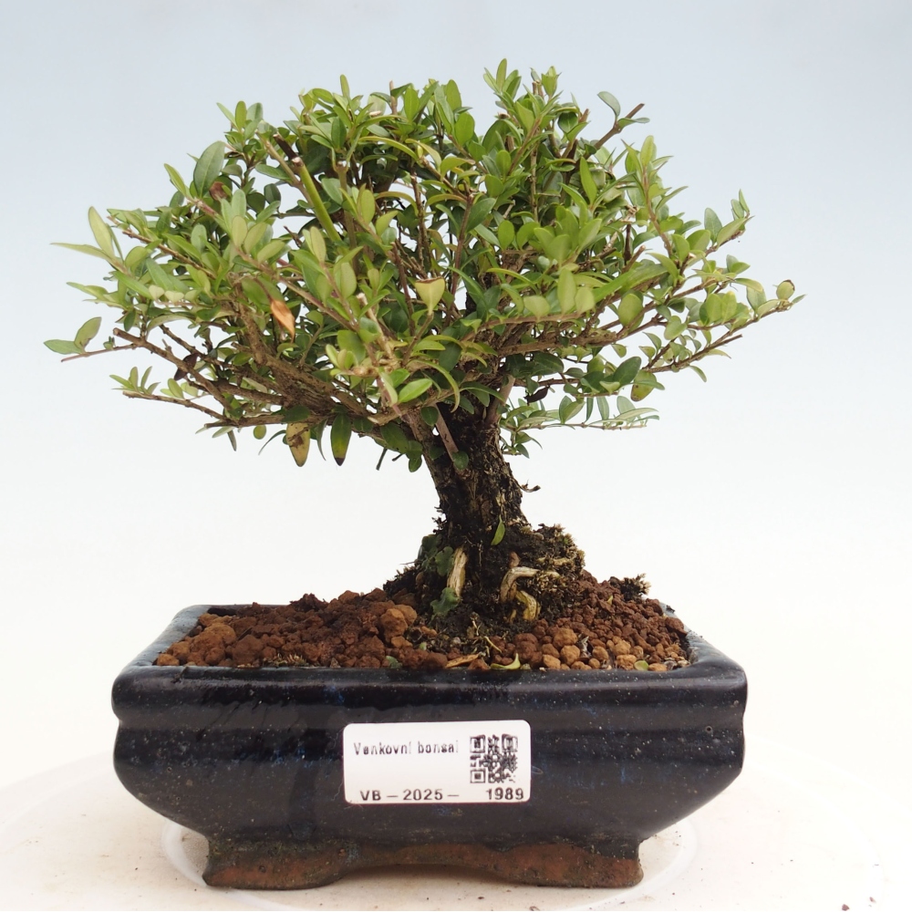 Venkovní bonsai-Lonicera nitida Twiggy -Zimolez