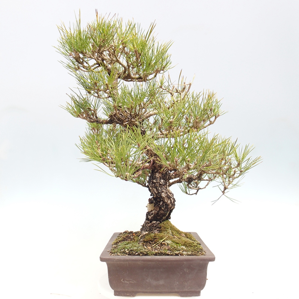 Venkovní bonsai - Pinus thunbergii - Borovice thunbergova