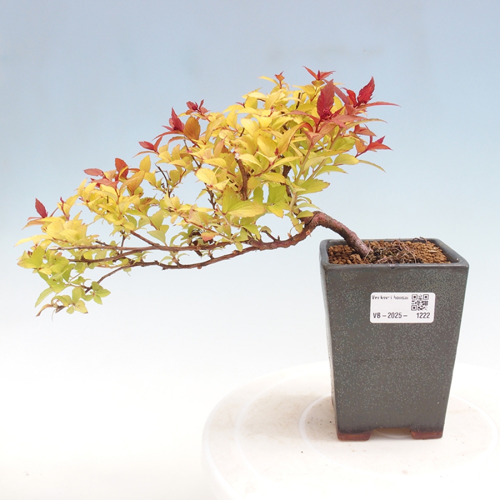 Venkovní bonsai - tavolník - Spirae Aurea