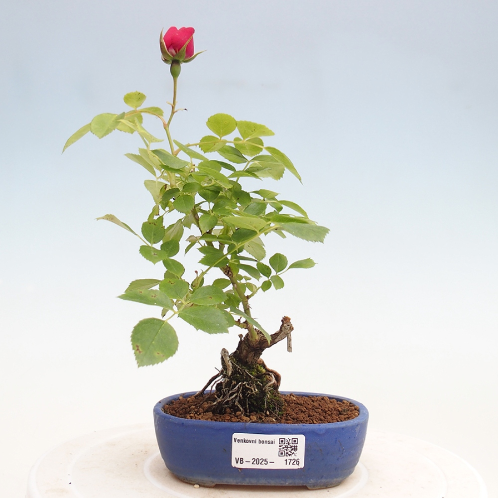 Venkovní bonsai - Rosa Kordes -  růže