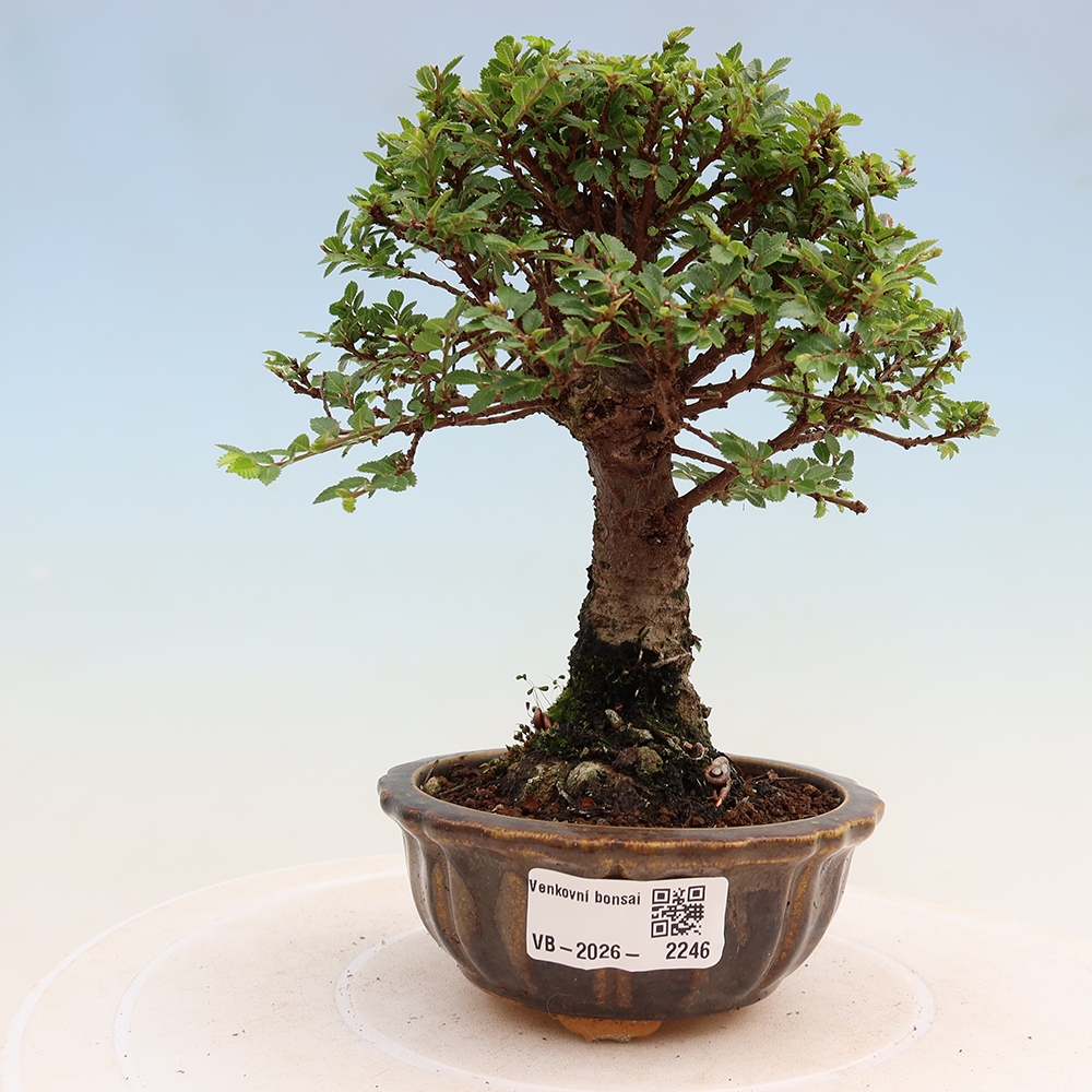 Venkovní bonsai - Ulmus parvifolia Sagei - Malolistý jilm