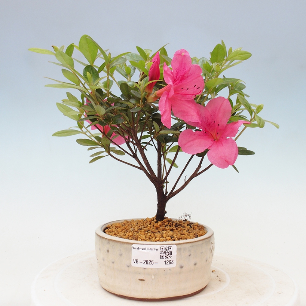 Venkovní bonsai - Japonská azalka - Azalea sp.