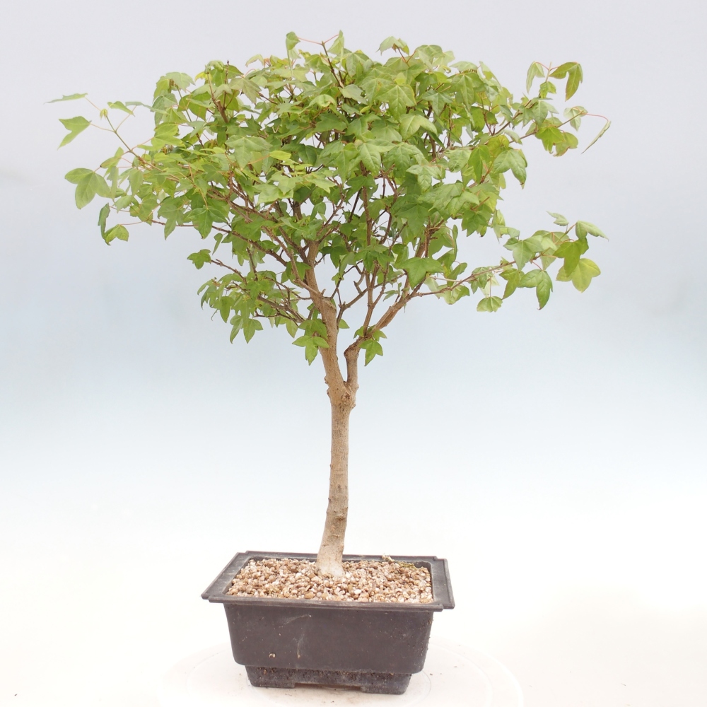 Venkovní bonsai - Acer Buergerianum - Javor Burgerův