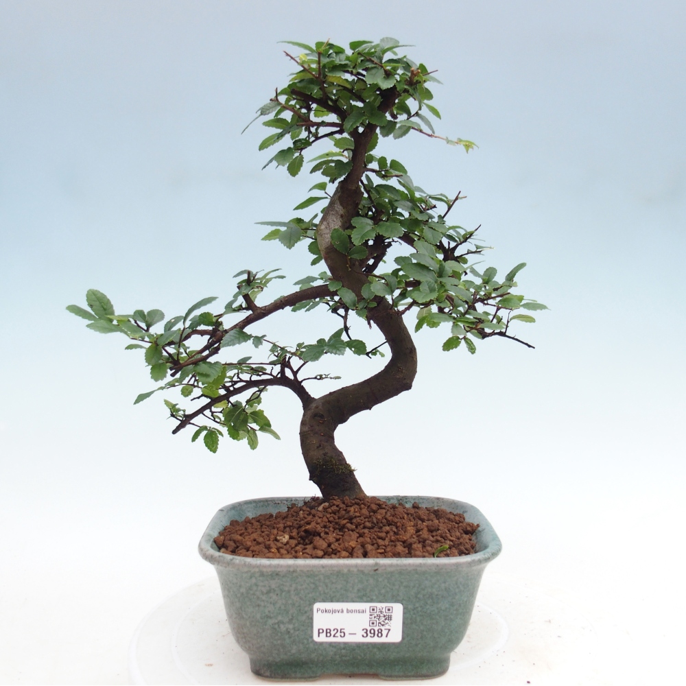 Pokojová bonsai - Ulmus parvifolia - Malolistý jilm
